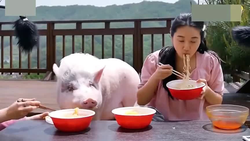 美女和猪吃冷面大赛,结果猪干掉5碗美女只吃2碗,宠物猪完胜啊