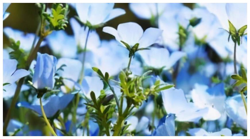 粉蝶花被称为婴儿蓝眼 这样养粉蝶花除了观赏还可以盈利创收