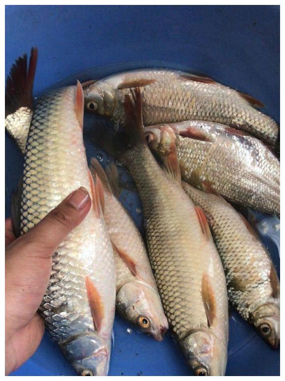 军鱼株洲钓鱼人湘江遭遇红眼鱼群非常像军鱼