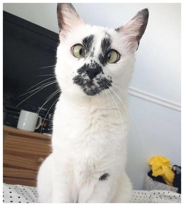 丑猫大赛刷爆热搜惹网友围观笑死长得越像人的越丑