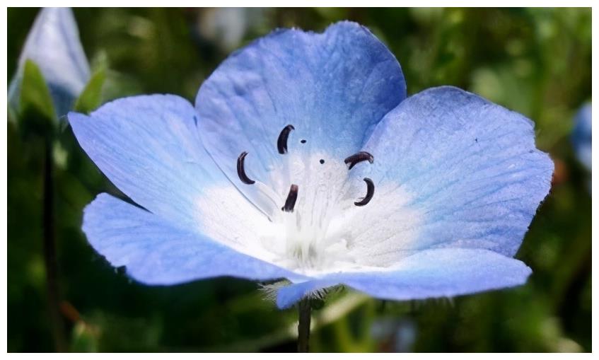 粉蝶花被称为婴儿蓝眼 这样养粉蝶花除了观赏还可以盈利创收 粉蝶花 蓝眼 创收 新浪新闻