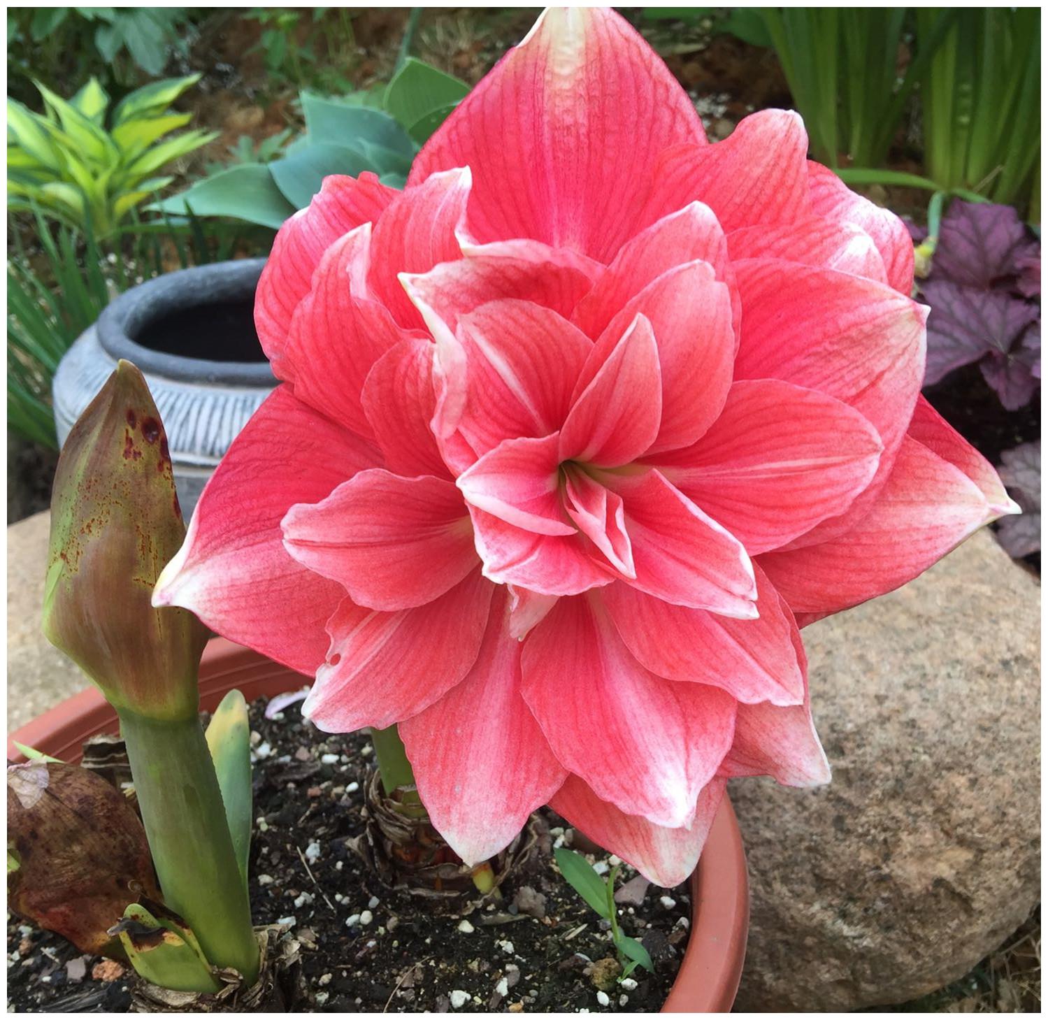 秋天最爱开成大花球,美的倾国倾城,你养过吗|丽格海棠|朱顶红|花球