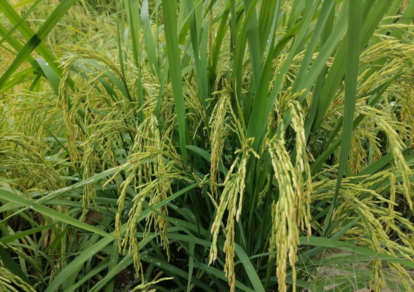 水稻品种垦稻90图片