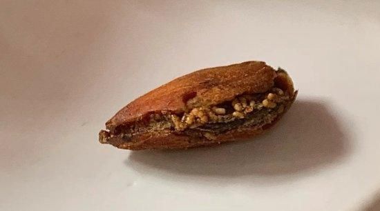 好还是坏巴旦木坚果吃出虫卵百草味没用农药不可避免