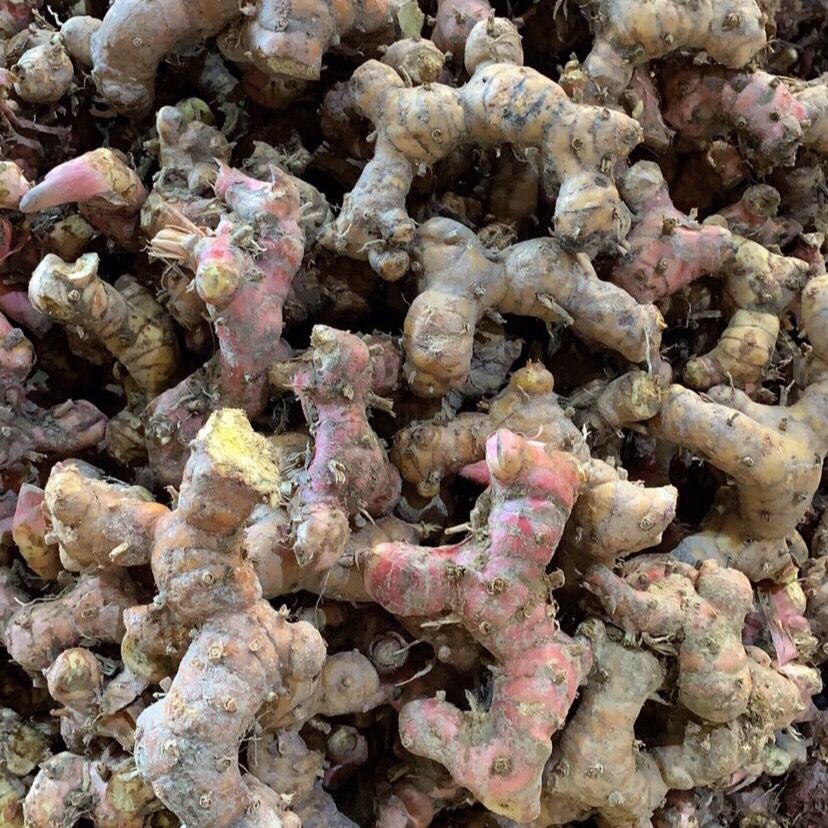 粤丰南姜为大家介绍高良姜和南姜的区别