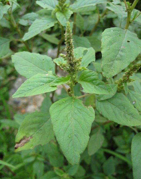 它是高血压与近视眼的克星,学名凹头苋,农村遍地是,遇见别错过|高血压