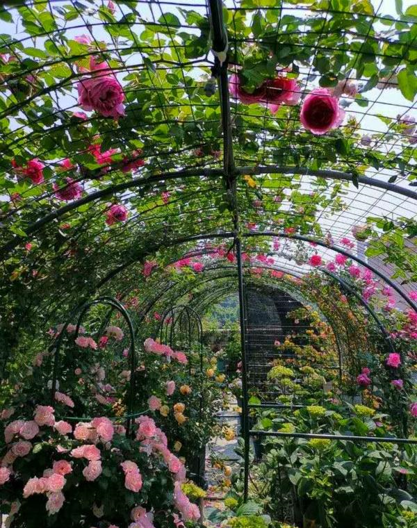 她花一万块,在楼顶种满月季花,网友:养出了百亩花田的气势,美|月季花