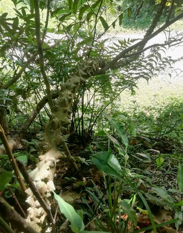 小伙上山发现一棵树树干犹如飞龙在天砍回家才知道是飞龙掌血