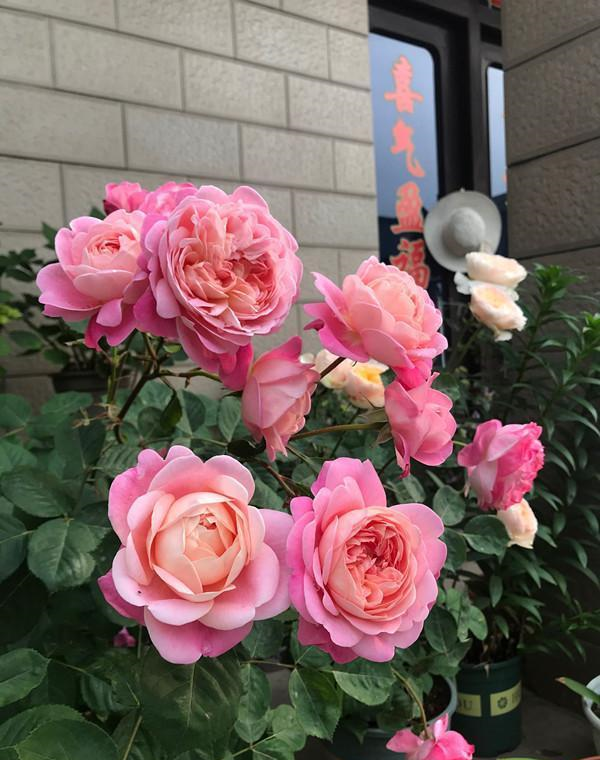 月季盆栽梦光环样貌出众颜值高香气迷人气质佳你值得拥有