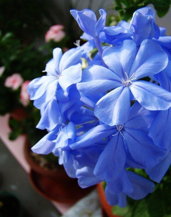 养花肥料别多买,3种就足够,轮流用1年,繁花似锦,养出小花园休闲区蓝鸢梦想 - Www.slyday.coM 养花肥料别多买,3种就足够,轮流用1年,繁花似锦,养出小花园休闲区蓝鸢梦想 - Www.slyday.coM