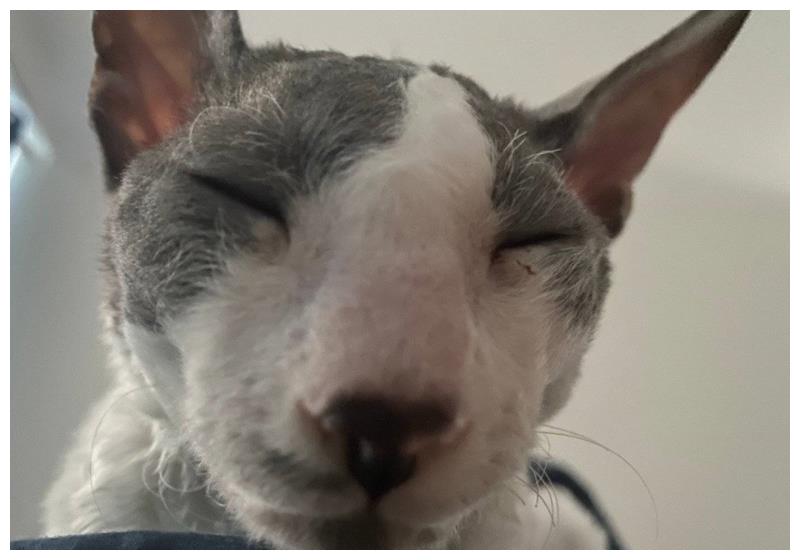 丑猫大赛刷爆热搜惹网友围观笑死长得越像人的越丑