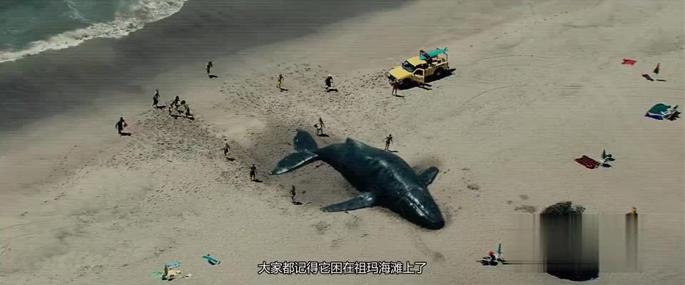 鲸鱼救人图片