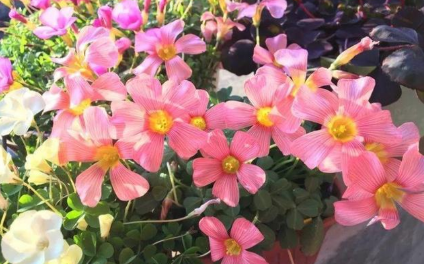 5种便宜花好养又漂亮年年开花不断养家里上档次