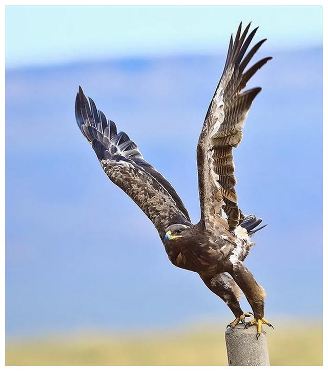 70个精彩绝伦的抓拍