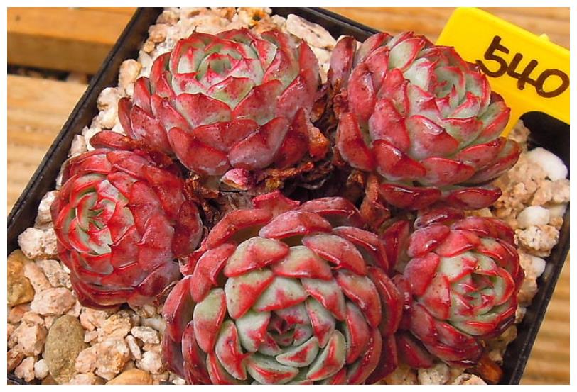 多肉爱斯诺颜色红红的,叶片裹得紧紧的,像不像一盘小包子?