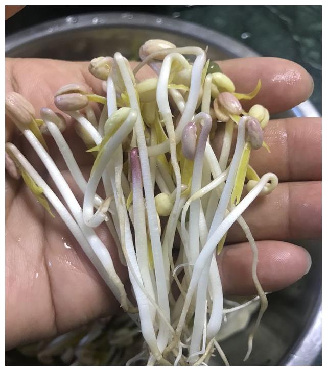 网红豆芽不在家是做什么的 (网红豆芽特殊视频)