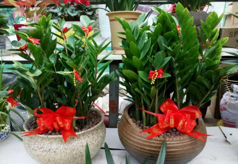 这4款人间富贵花,养2盆就能招来好运,漂亮,有益康健