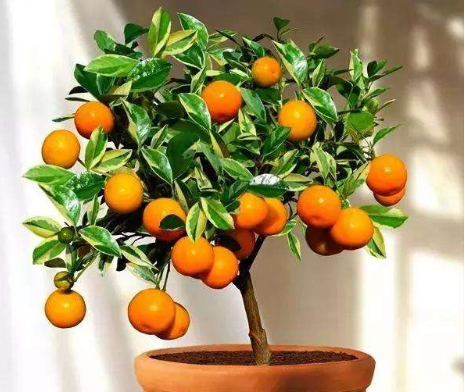 这么养金桔盆景做好4方面开花不断还能结出美味的果实