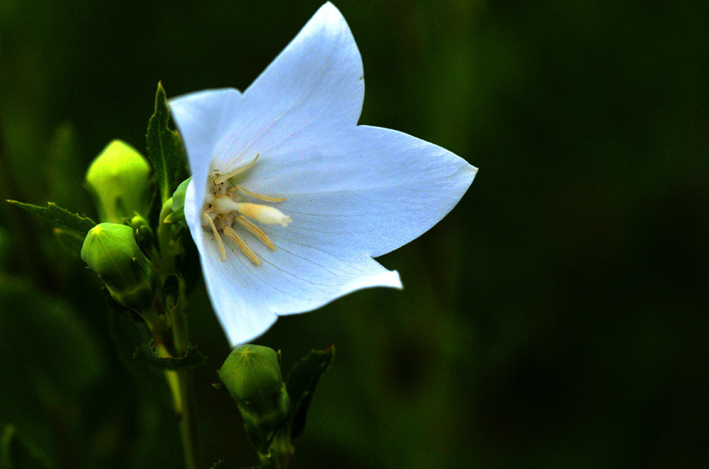521,爱的延续,为他(她)种上一盆桔梗花!