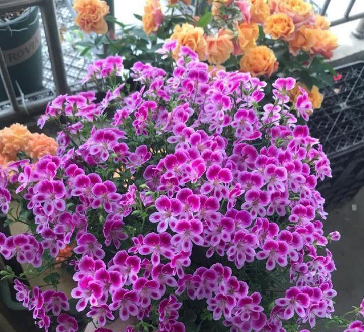 4种花很漂亮 好养易活能爆盆 变成开花机器 花朵艳丽 花量大 4种花很漂亮 好养易活能爆盆 变成开花机器 花朵艳丽 花量大