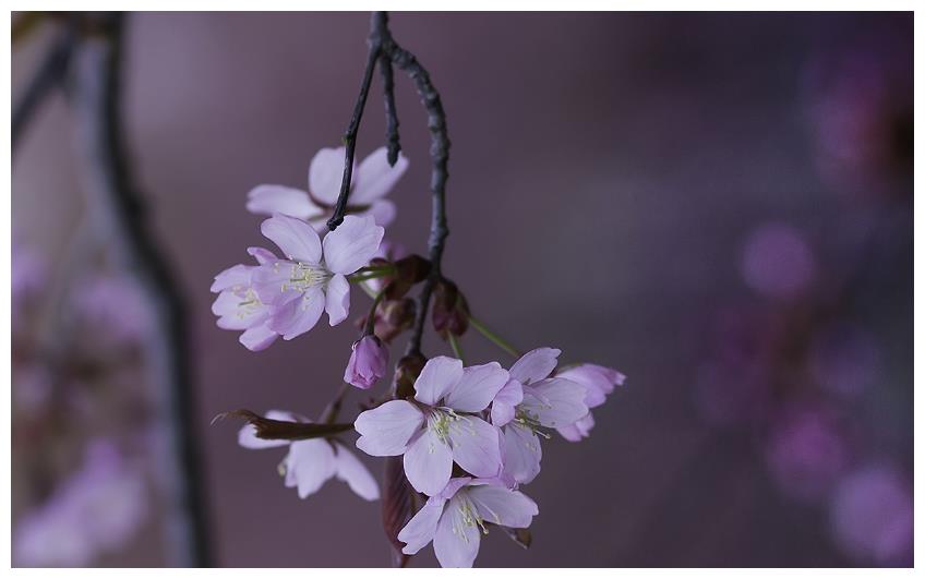 占有欲强,却掩饰得很完美的生肖,懂得拿捏分寸,不让别人察觉休闲区蓝鸢梦想 - Www.slyday.coM 占有欲强,却掩饰得很完美的生肖,懂得拿捏分寸,不让别人察觉休闲区蓝鸢梦想 - Www.slyday.coM