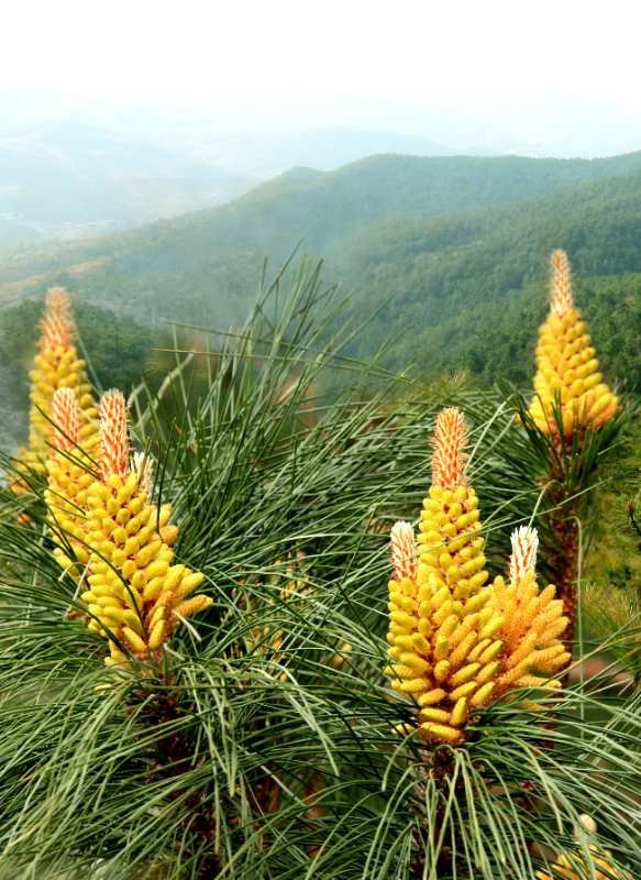 殊不知,松树花粉也是一种具有中国本土特色的免疫调节剂.