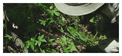 春天,从咬一口小鲜菜正式开始