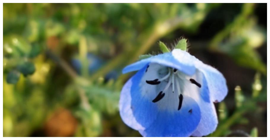 粉蝶花被称为婴儿蓝眼 这样养粉蝶花除了观赏还可以盈利创收 粉蝶花 蓝眼 创收 新浪新闻