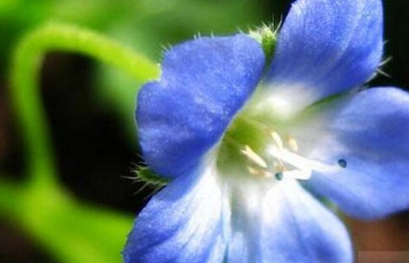 粉蝶花被称为婴儿蓝眼 这样养粉蝶花除了观赏还可以盈利创收 粉蝶花 蓝眼 创收 新浪新闻