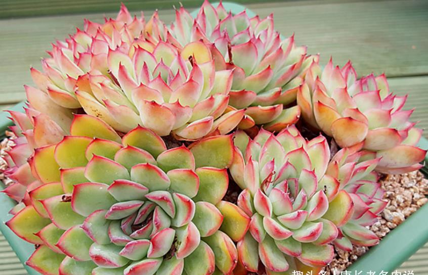 多肉荷花和慈禧理论上算同一品种,而实际又有区别,其原因在一里