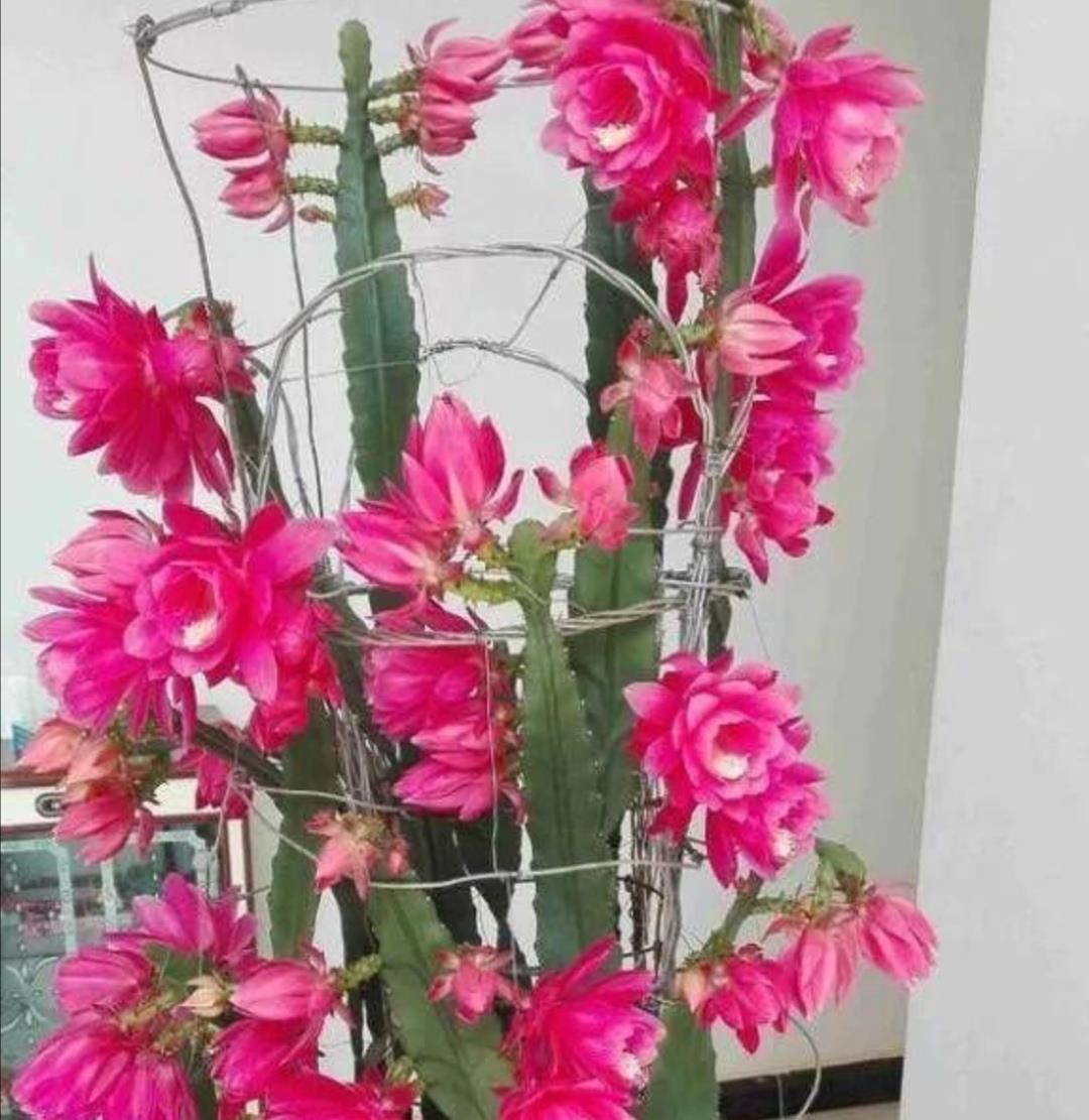 家养令箭荷花,满足3个小条件,想要开花不难_高清图集_新浪网