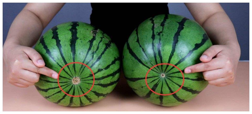 又到了吃西瓜的季节,西瓜也分公母,瓜农教你挑出好吃的母西瓜