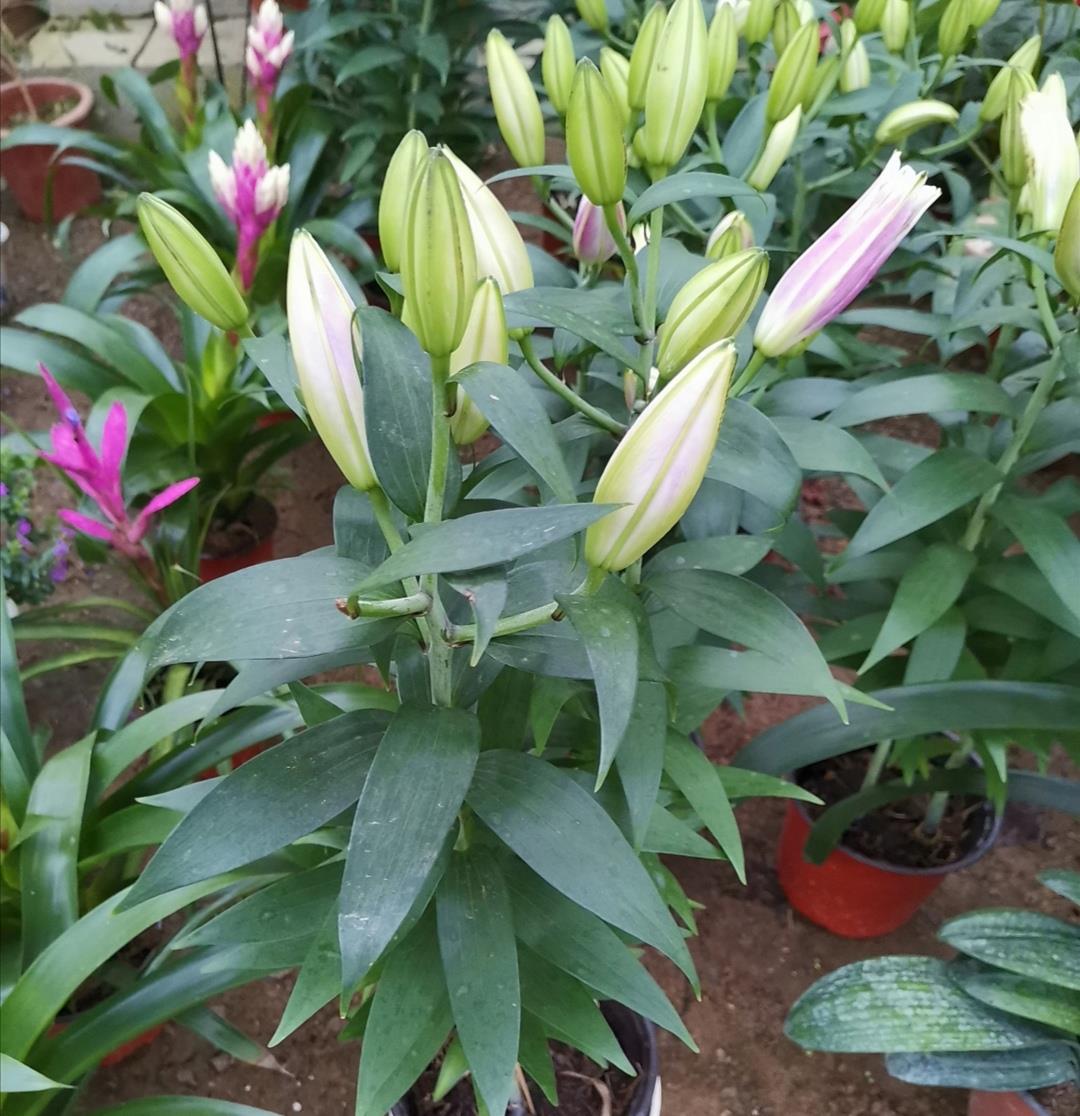 家中养盆百合,开花美丽芳香,寓意又好|百合|种球|植株_新浪新闻