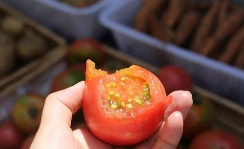 催熟的西红柿不能要,为了家人健康,牢记这4点,远离激素番茄!