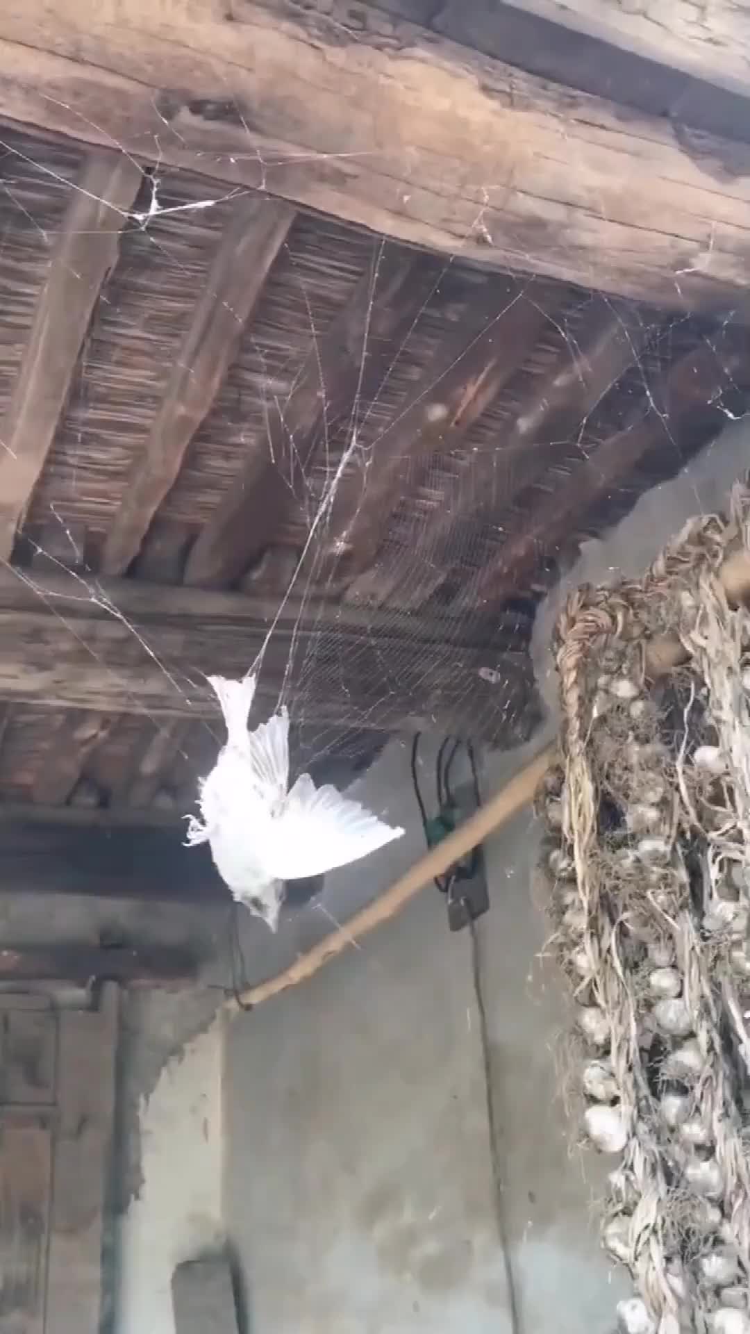 这是成精蜘蛛织的网,连麻雀都能粘住,算不算非法补鸟_手机新浪网