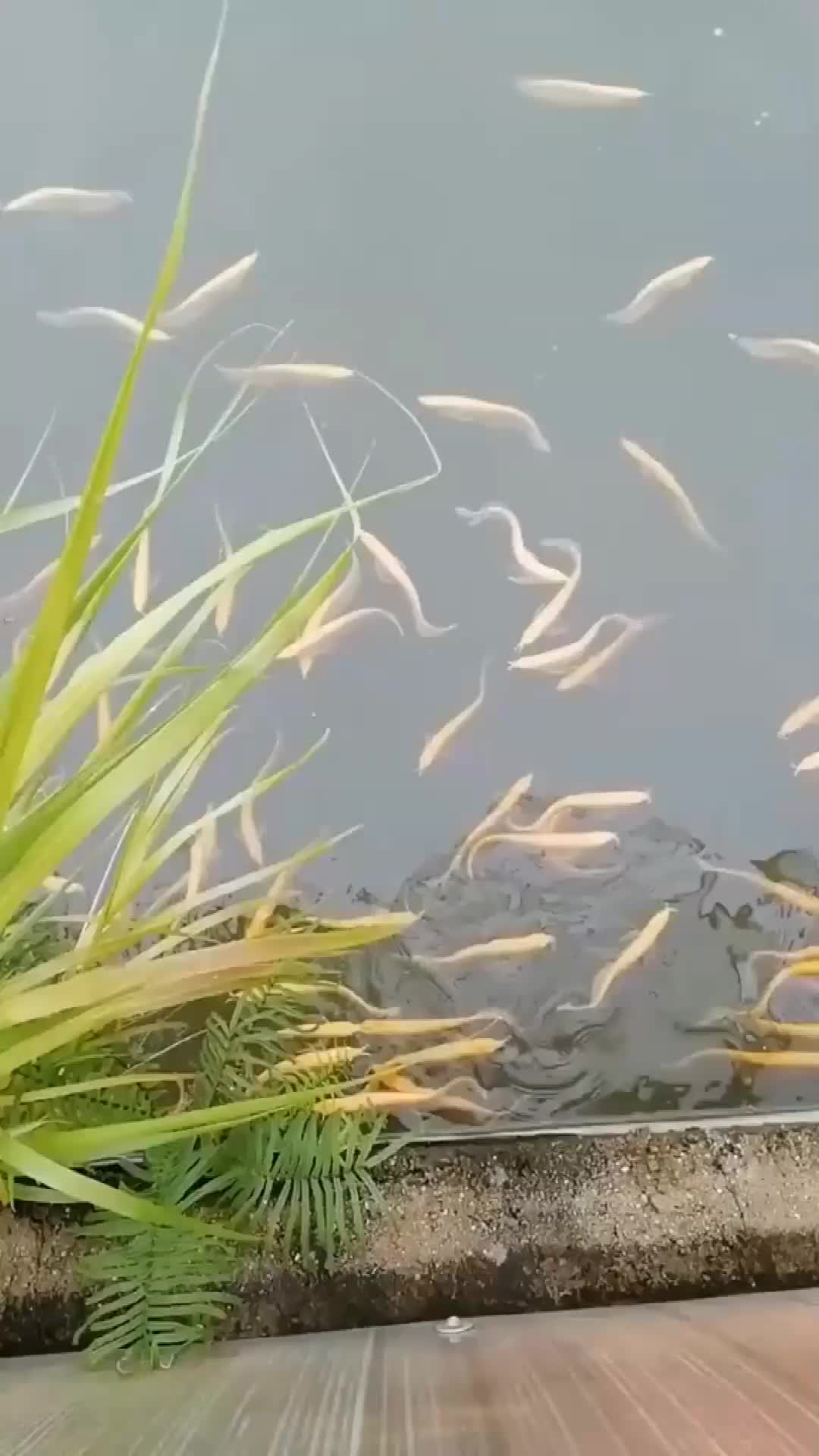 龙鱼鱼苗眼前这一幕承包了整个鱼塘啊