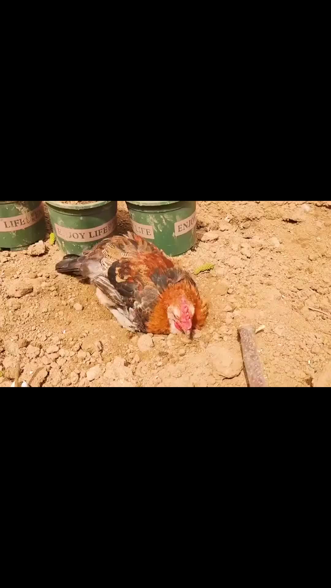 大公鸡竟然用土洗澡,主人来帮忙却把它埋住了,大公鸡的沙雕行为__财经