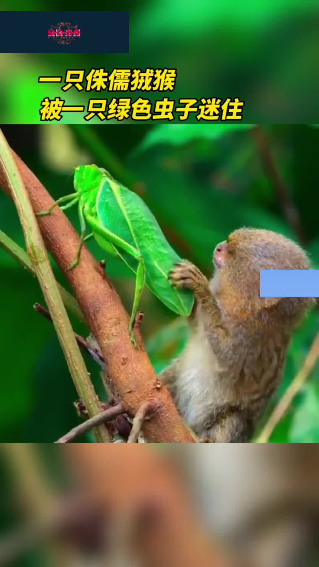 一只侏儒狨猴被一只绿色虫子迷住_新浪新闻