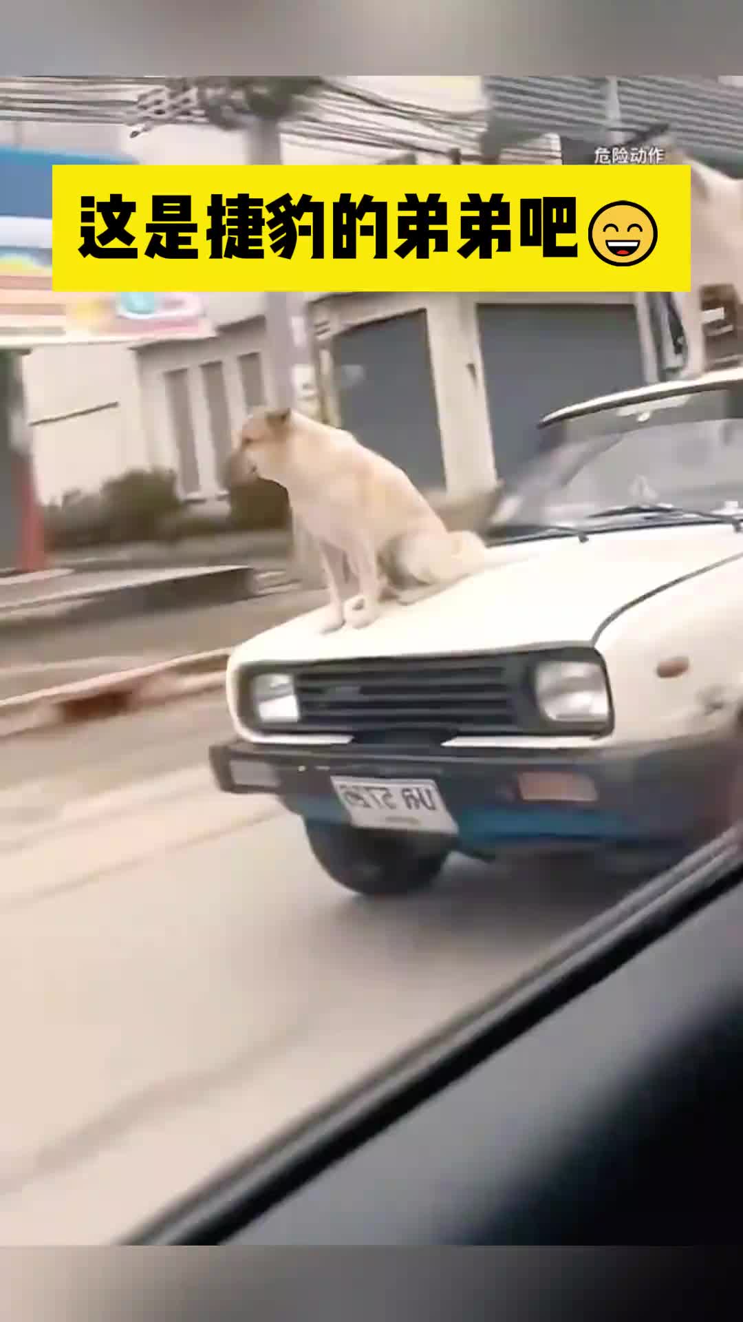 这是捷豹的弟弟吧