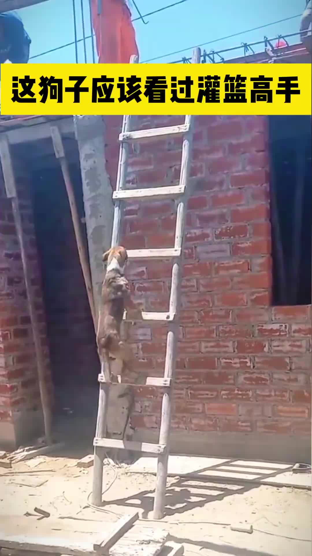 这狗子看过灌篮高手啊