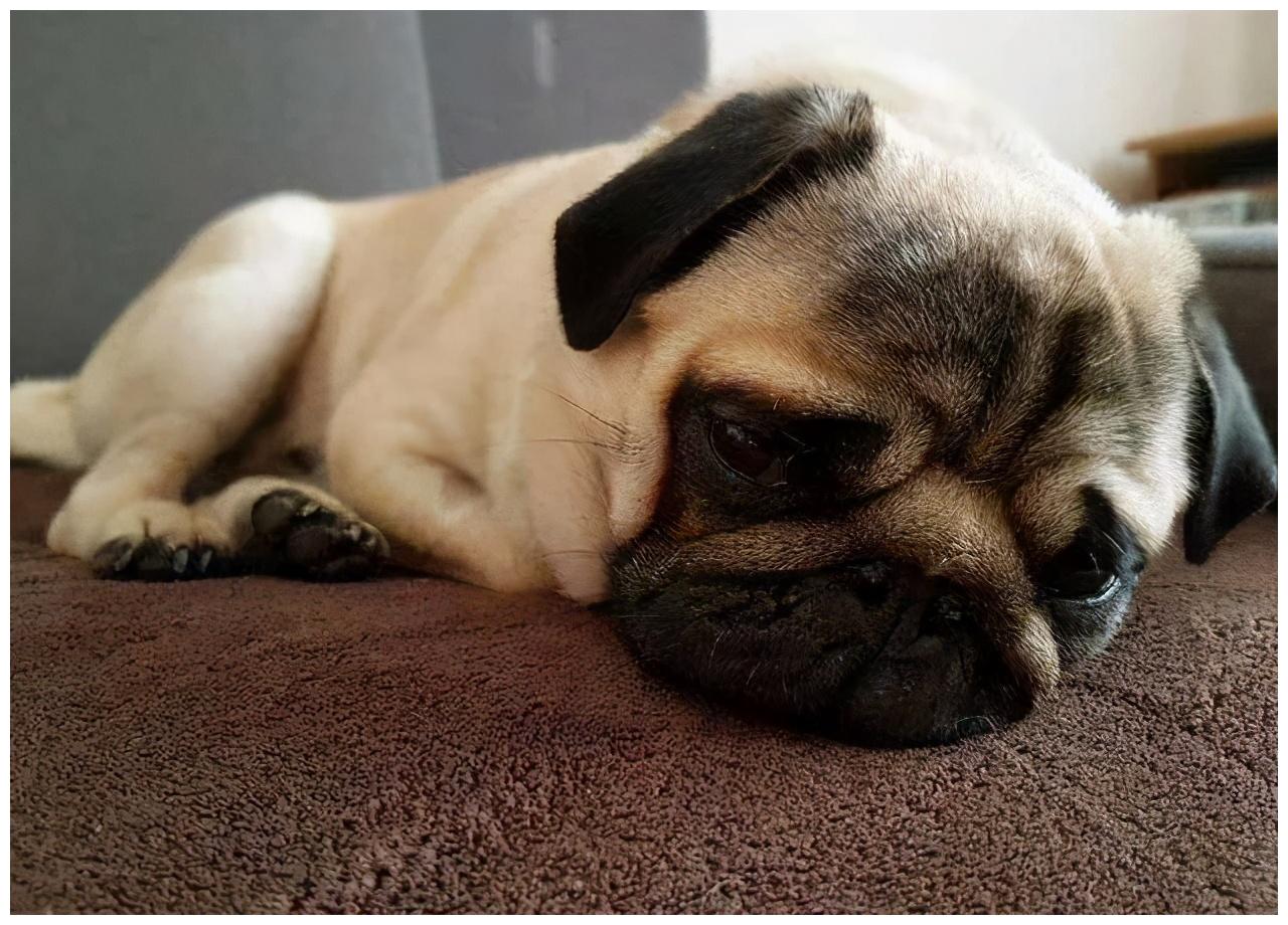 狗狗哭泣的5大原因,你能理解它的忧伤吗?