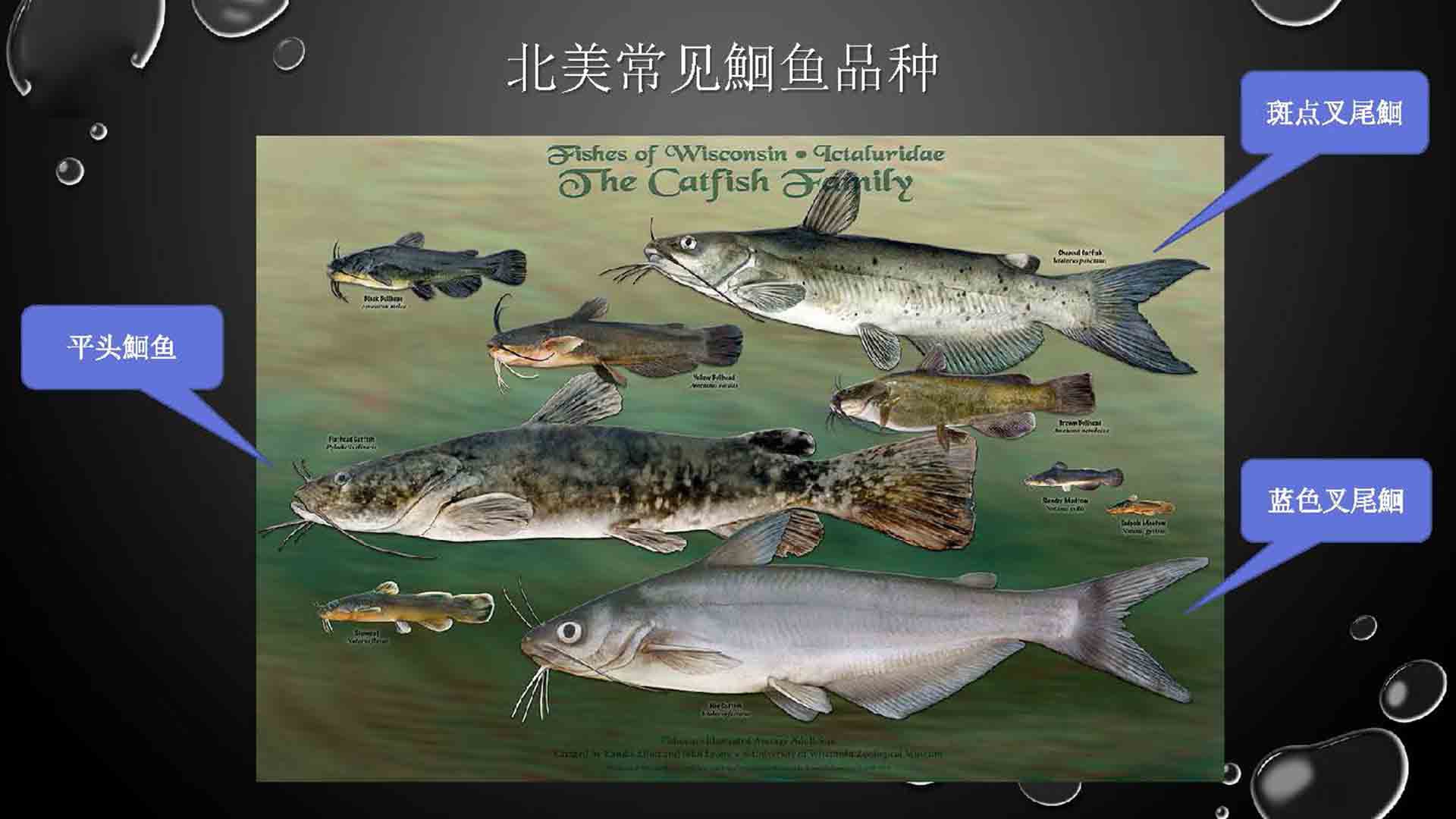 北美常见的淡水鮰鱼品种,美国人喜欢钓中国人喜欢吃!