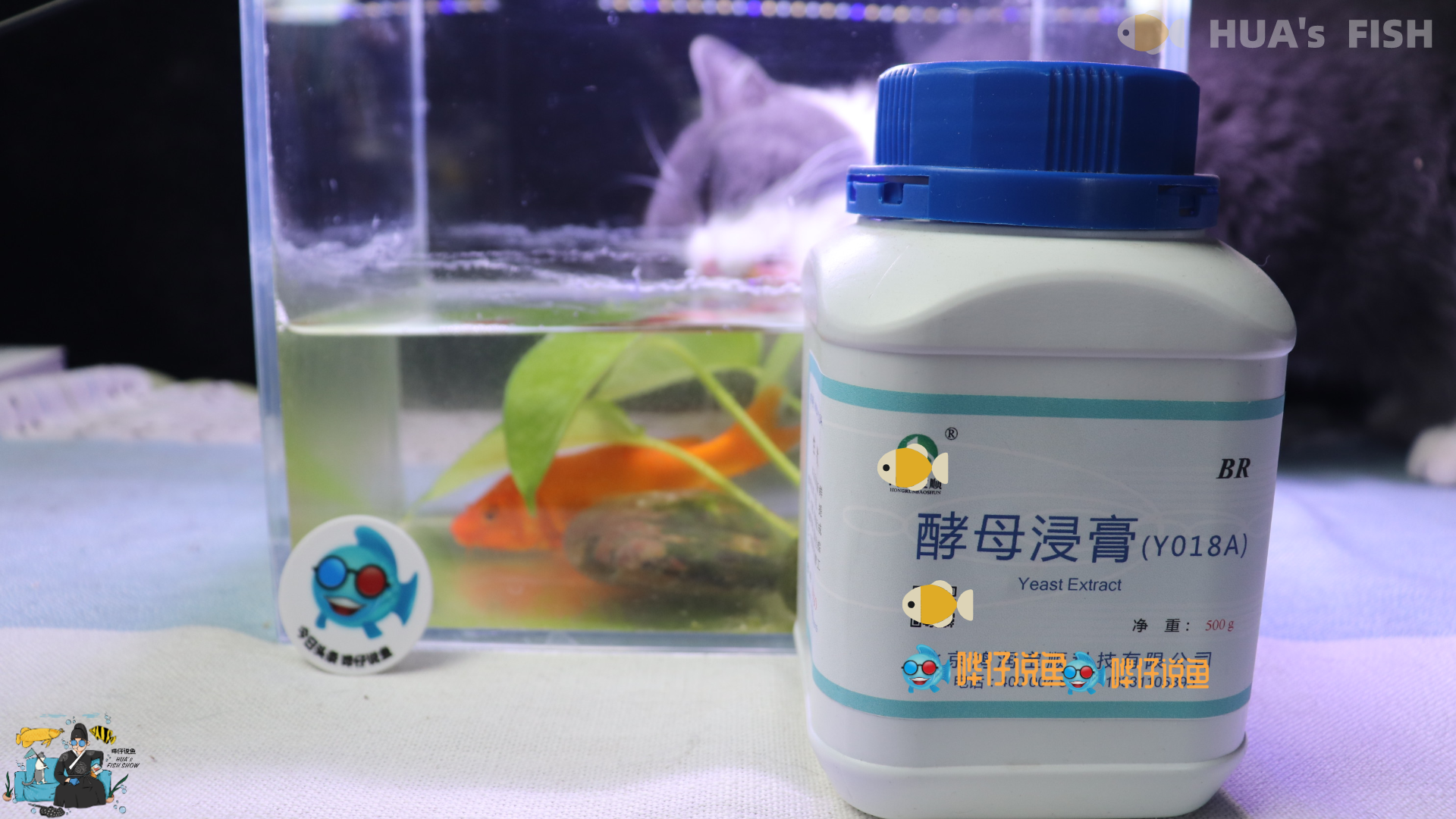 金鱼养不好,酵母来帮忙!宠物鱼的两个头疼事,一包酵母就能摆平