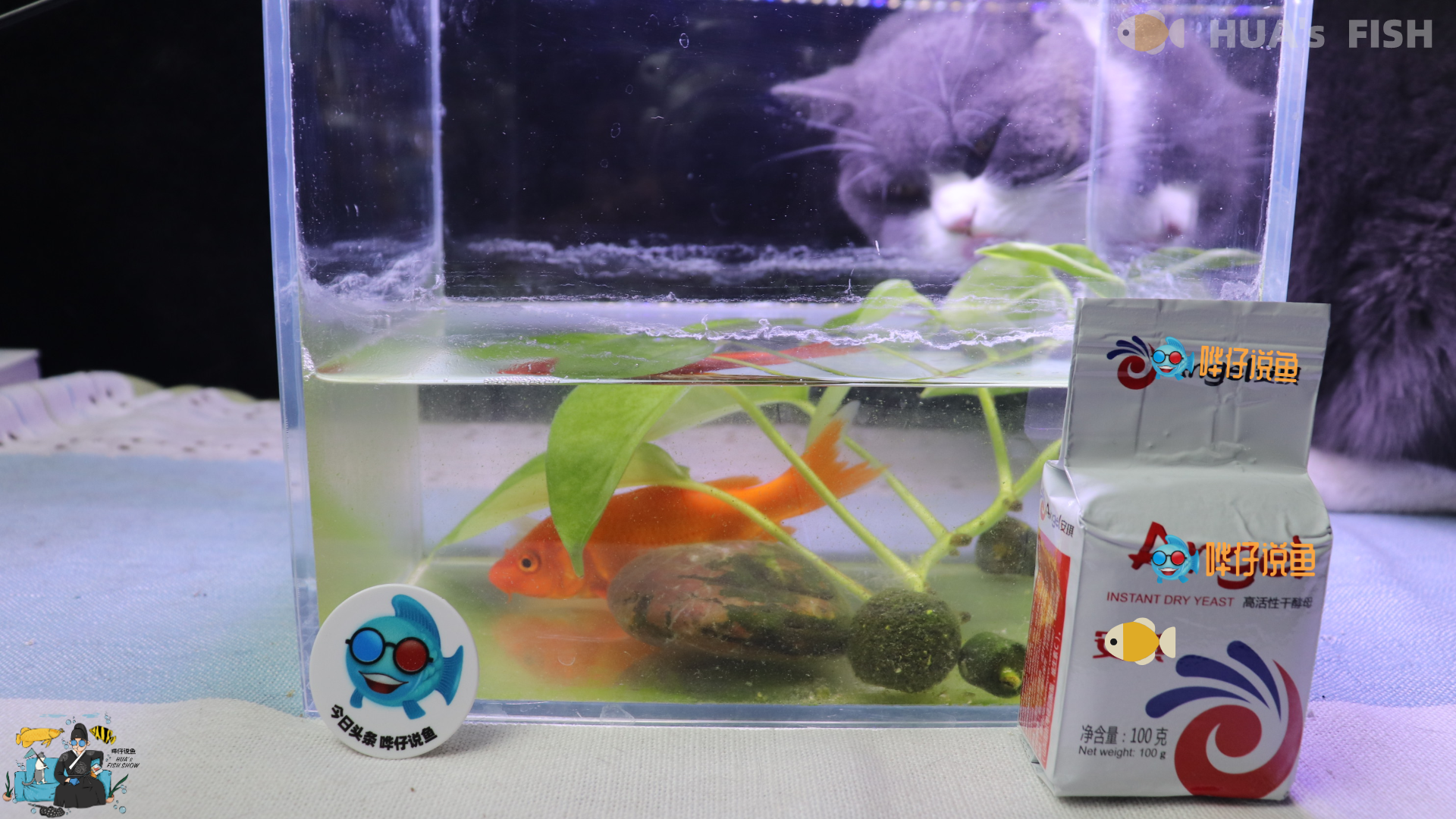 金鱼养不好,酵母来帮忙!宠物鱼的两个头疼事,一包酵母就能摆平
