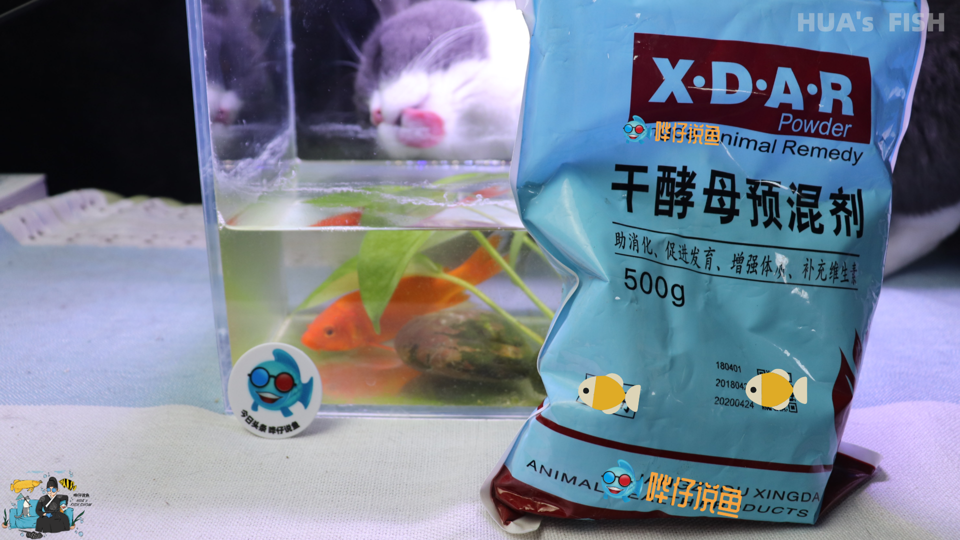 金鱼养不好,酵母来帮忙!宠物鱼的两个头疼事,一包酵母就能摆平