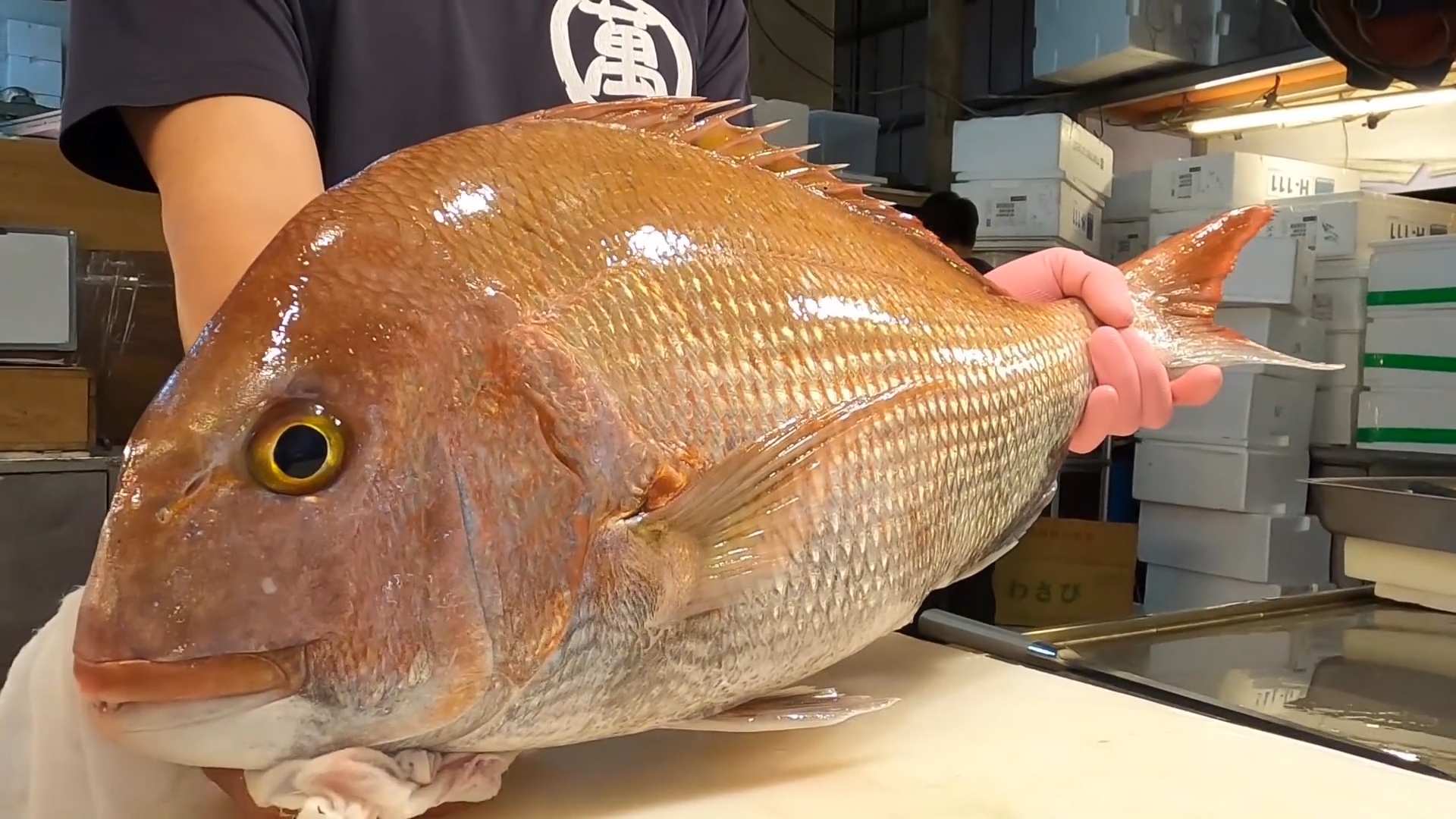 中国台湾厨师分割巨型铜盆鱼,刮鳞切片做真鲷刺身!