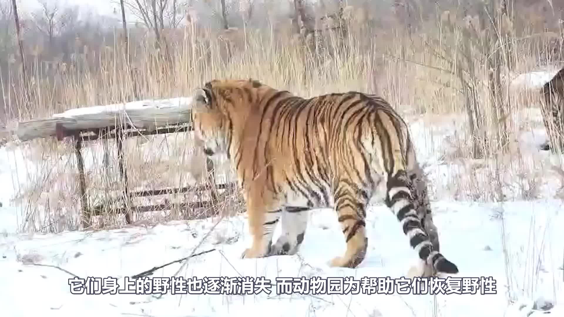 这头牛有骨气 被扔进老虎园不甘心被吃 正面和老虎硬碰硬 这头牛有骨气 被扔进老虎园不甘心被吃 正面和老虎硬碰硬