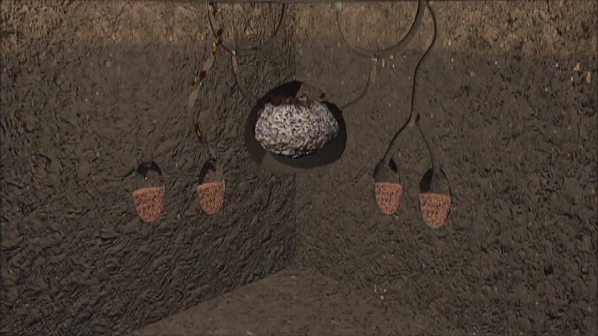 密恐慎入 昆明一不足500米绿化带现20余处红火蚁穴 为您推荐: 蚂蚁咬