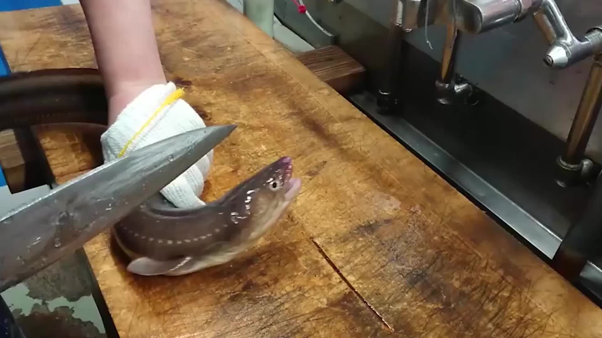 韩国人处理鳗鱼真恐怖,鳗鱼还活着,就活生生被钉子贯穿!