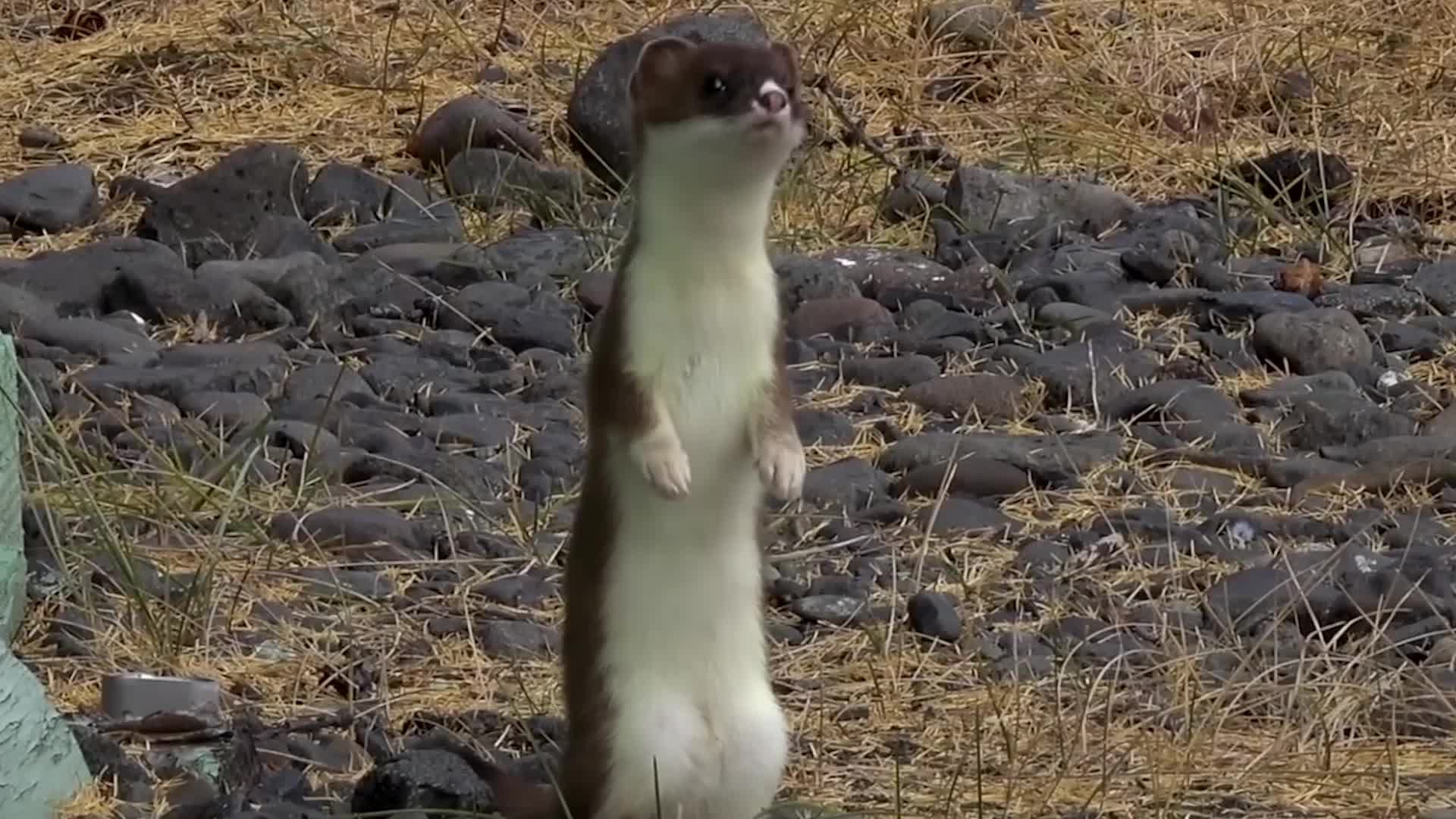 黄鼠狼究竟有多邪门?镜头记录它捕猎的全过程,看完无法淡定!